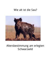 Wie alt ist die Sau? Altersbestimmung am erlegten Schwarzwild