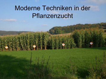 Moderne Techniken in der Pflanzenzucht - Helmholtz Gymnasium ...