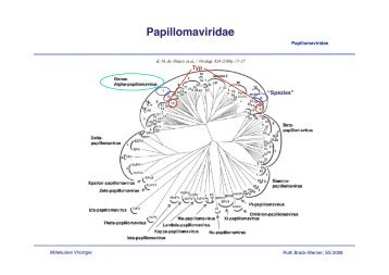 Papillomaviridae