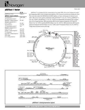 TB391 pRSFDuet-1