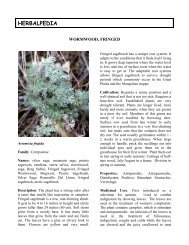 Fringed Wormwood - Herbalpedia