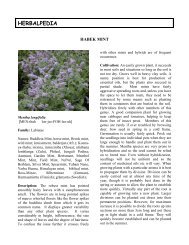 Habek Mint - Herbalpedia