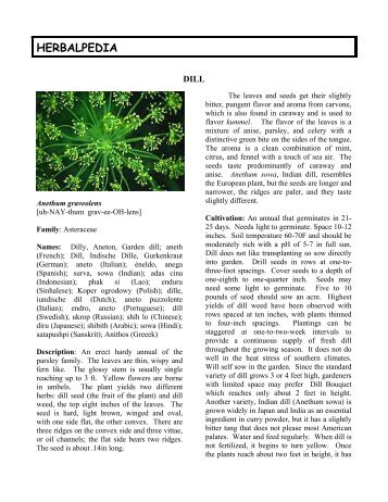 Dill - Herbalpedia