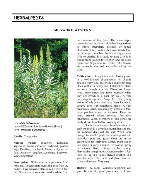 Western Mugwort - Herbalpedia
