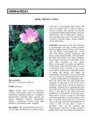 Prickly Wild Rose - Herbalpedia