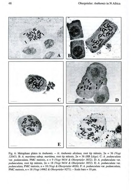 Christoph Oberprieler The Systematics of Anthemis L. - Herbmedit.org