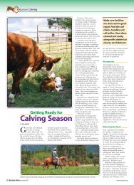 Calving Season