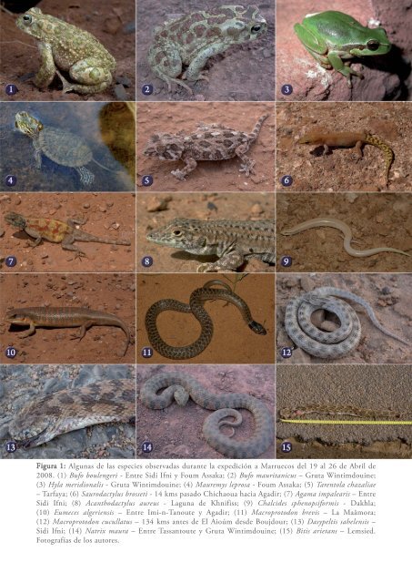 ContribuciÃ³n al atlas de la herpetofauna de Marruecos - AsociaciÃ³n ...