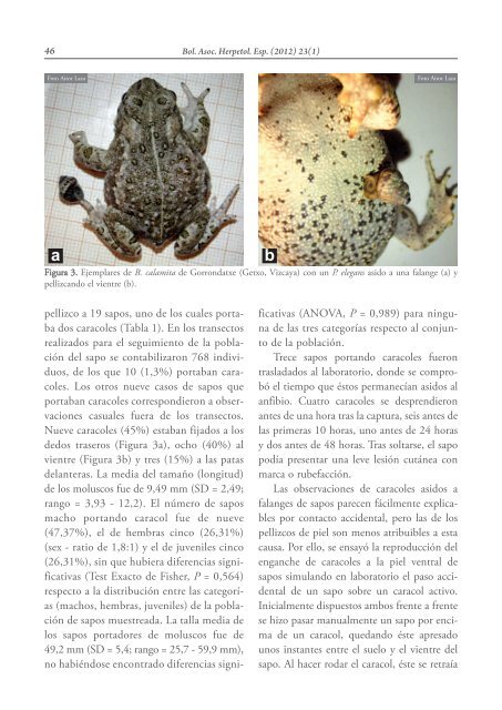 Anfibios y reptiles como potenciales agentes de dispersiÃ³n de ...