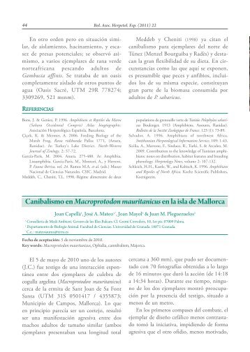 Canibalismo en Macroprotodon mauritanicusen la isla de Mallorca