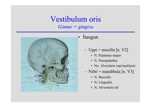 Anatomia