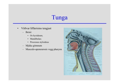 Anatomia