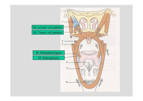 Anatomia