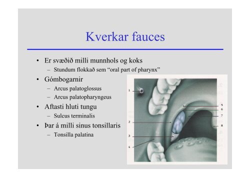 Anatomia