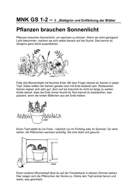 Blattgrün und Entfärbung der Blätter Pflanzen brauchen Sonnenlicht