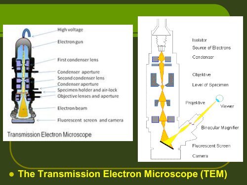 Lect. 6 composition & Architecture of plant viruses