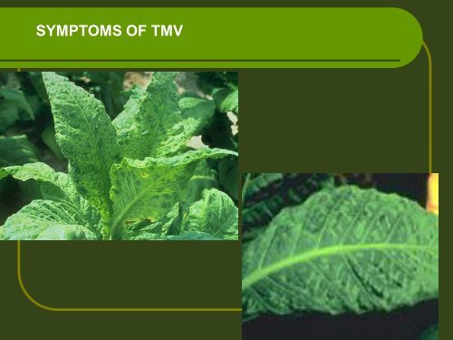 Lect. 6 composition & Architecture of plant viruses