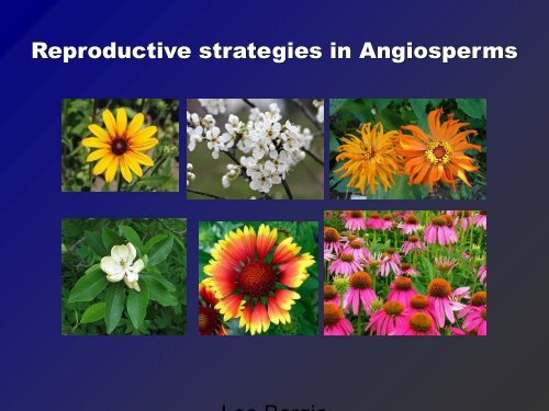 Reproductive strategies in Angiosperms