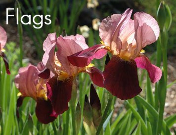 Flags - Historic Iris Preservation Society