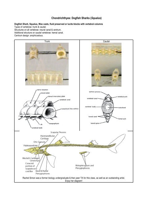 Anamniote Skeletons