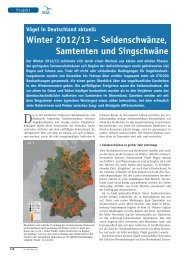 Winter 2012/13 – Seidenschwänze, Samtenten und Singschwäne