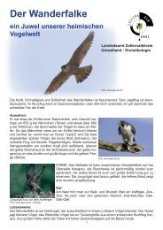 Infoblatt: Der Wanderfalke