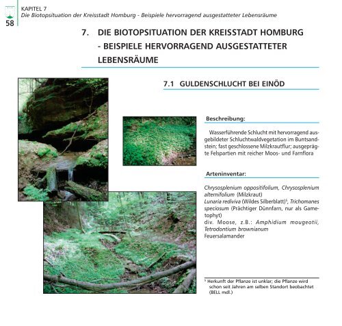 6. bemerkenswerte arten auf dem gebiet der ... - Homburg.de