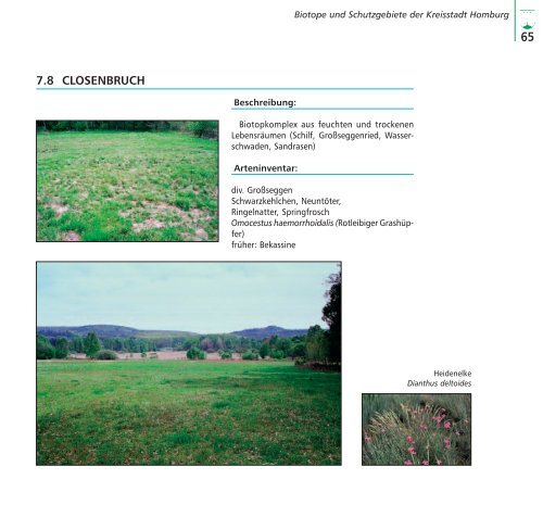 6. bemerkenswerte arten auf dem gebiet der ... - Homburg.de