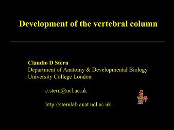 Development of the vertebral column - UCL