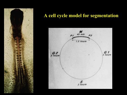 Development of the vertebral column - UCL