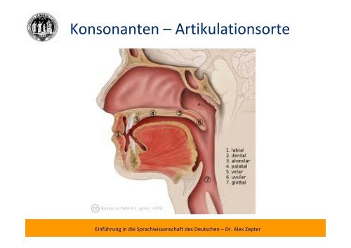 Phonetik, Phonologie - Worthaus