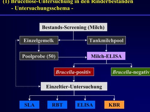 Brucellose Milch-ELISA