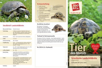 Griechische Landschildkröte - Zoo & Co.