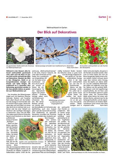 Ist der Weihnachtsbaum eine Tanne oder Fichte? - Bauernblatt ...