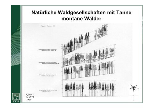 Die waldbauliche Bedeutung der Tanne - BFW