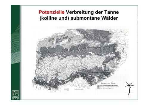 Die waldbauliche Bedeutung der Tanne - BFW