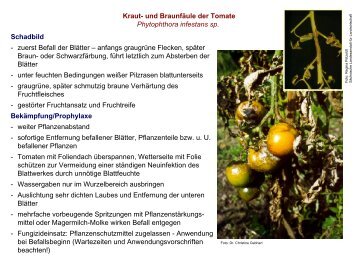 Kraut- und Braunfäule an Tomaten und Kartoffeln - Landwirtschaft in ...
