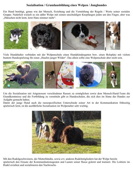 Sozialisation Von Welpen Und Junghunden Hunde Wasserarbeit
