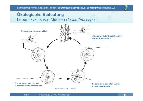 Vortrag zu Totholz in Fließgewässern | PDF 26 MB - GfG