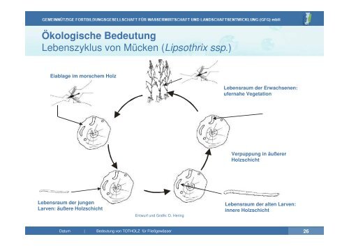 Vortrag zu Totholz in Fließgewässern | PDF 26 MB - GfG