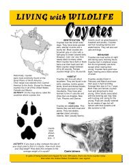 Coyotes - aphis