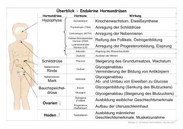 SG Hormone - der HWS Albstadt