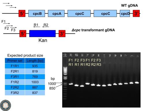 Maximizing Light Utilization Efficiency and Hydrogen Production in ...