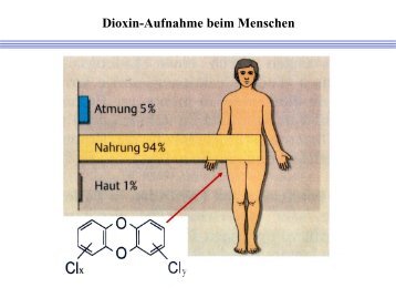 Dioxin-Aufnahme beim Menschen - HZDR