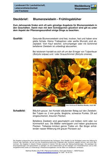 Steckbrief: Blumenzwiebeln - FrÃ¼hlingsblÃ¼her - Lallf.de