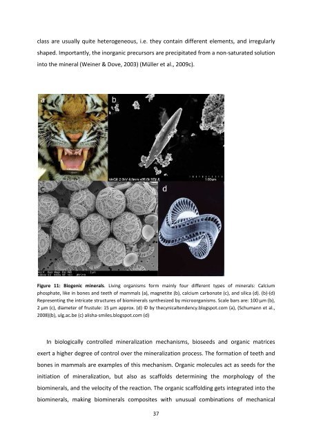 MASTER THESIS Biomimetic potential of sponge ... - IAP/TU Wien