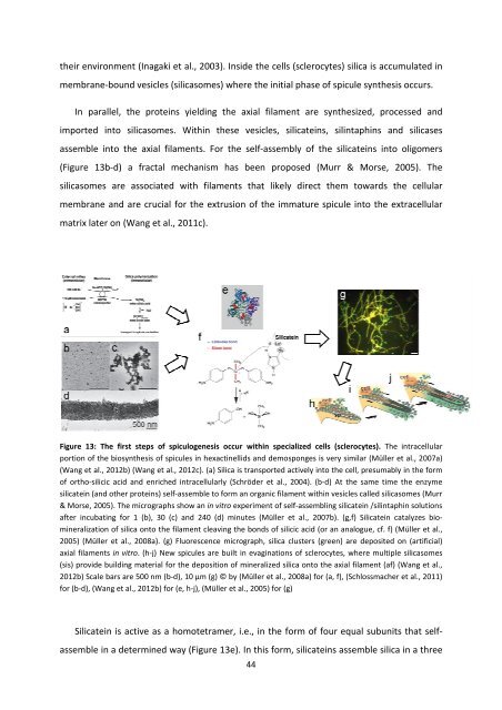 MASTER THESIS Biomimetic potential of sponge ... - IAP/TU Wien