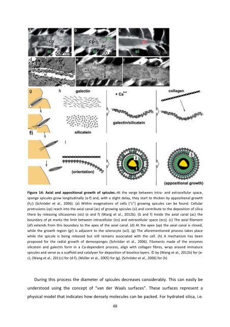 MASTER THESIS Biomimetic potential of sponge ... - IAP/TU Wien