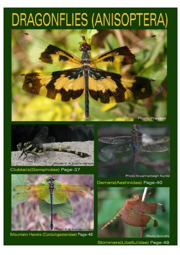 odonates-dragonflies.. - Indian Academy of Sciences