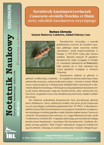 Szrotówek kasztanowcowiaczek - nowy szkodnik kasztanowca białego